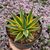 AGAVE SUN GLOW VARIEGATA, image 