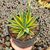 AGAVE SUN GLOW VARIEGATA, image _ab__is.image_number.default