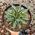 AGAVE VICTORIAE-REGINAE GIANT MEDIOPICTA, image , 2 image