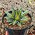 AGAVE VICTORIAE-REGINAE GIANT MEDIOPICTA, image 