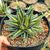 AGAVE VICTORIAE-REGINAE GIANT MEDIOPICTA, image , 3 image