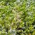 COTYLEDON PENDENS, image _ab__is.image_number.default