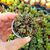 CRASSULA EXILIS, image  CRASSULA EXILIS, image