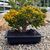 CRASSULA OVATA GOLLUM TRICOLOR (BONSAI), image _ab__is.image_number.default
