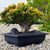 CRASSULA OVATA GOLLUM TRICOLOR (BONSAI), image _ab__is.image_number.default