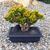 CRASSULA OVATA GOLLUM TRICOLOR (BONSAI), image 