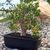 CRASSULA OVATA GOLLUM VARIEGATA (BONSAI), image _ab__is.image_number.default