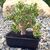 CRASSULA OVATA GOLLUM VARIEGATA (BONSAI), image 