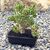 CRASSULA OVATA GOLLUM VARIEGATA (BONSAI), image _ab__is.image_number.default