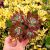 ECHEVERIA PULVINATA DEVOTION, image  ECHEVERIA PULVINATA DEVOTION, image