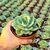 ECHEVERIA NUBIA, image 