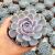 ECHEVERIA SNOW BUNNY, image 