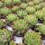ECHEVERIA AGAVOIDES, image _ab__is.image_number.default