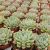 ECHEVERIA APUS, image _ab__is.image_number.default