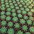 ECHEVERIA FABIOLA, image _ab__is.image_number.default ECHEVERIA FABIOLA, image _ab__is.image_number.default