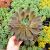 ECHEVERIA HERA, image  ECHEVERIA HERA, image