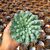 ECHEVERIA HYALINA CARUNCULATA, image _ab__is.image_number.default