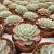 ECHEVERIA NUBIA, image _ab__is.image_number.default