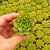 ECHEVERIA RAMILETTE, image _ab__is.image_number.default ECHEVERIA RAMILETTE, image _ab__is.image_number.default