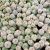 EUPHORBIA GLOBOSA, image _ab__is.image_number.default EUPHORBIA GLOBOSA, image _ab__is.image_number.default