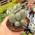 HOODIA GORDONII, image  HOODIA GORDONII, image