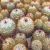 MAMMILLARIA BOMBYCINA, image _ab__is.image_number.default