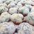 MAMMILLARIA PLUMOSA, image _ab__is.image_number.default