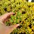 SEDUM ADOLPHII, image _ab__is.image_number.default