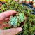 SEDUM CLAVATUM, image _ab__is.image_number.default