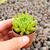 SEMPERVIVUM TECTORUM CV. ODDITY, image _ab__is.image_number.default
