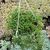 SENECIO PEREGRINUS, image 