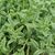 SENECIO PEREGRINUS, image _ab__is.image_number.default