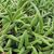 SENECIO RADICANS, image _ab__is.image_number.default