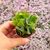CRASSULA ARBORESCENS UNDULATIFOLIA, image 