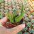 STAPELIA LEENDERTZIAE CRISTATA, image  STAPELIA LEENDERTZIAE CRISTATA, image