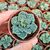 TITANOPSIS CALCAREA, image _ab__is.image_number.default TITANOPSIS CALCAREA, image _ab__is.image_number.default