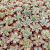 TITANOPSIS CALCAREA, image _ab__is.image_number.default TITANOPSIS CALCAREA, image _ab__is.image_number.default