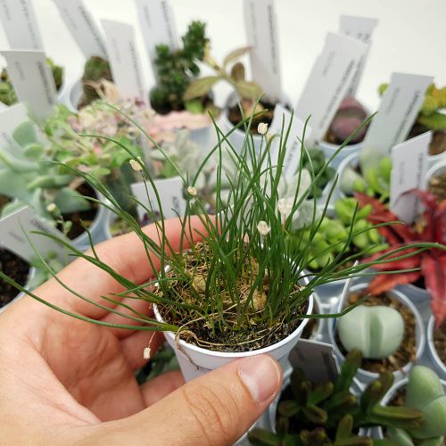 TÌNH YÊU CÂY CỎ ĐV 5 - Page 63 Drimia-uniflora-site