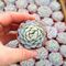 ECHEVERIA ELEGANS, image 