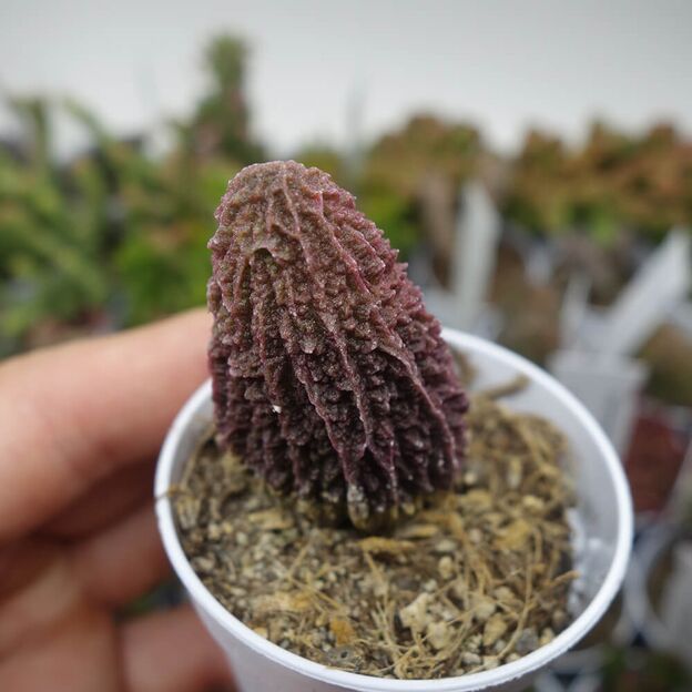 ADROMISCHUS MARIANAE VAR. IMMACULATUS RED, image 