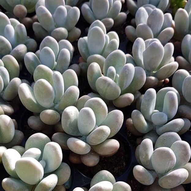 PACHYPHYTUM OVIFERUM, image 