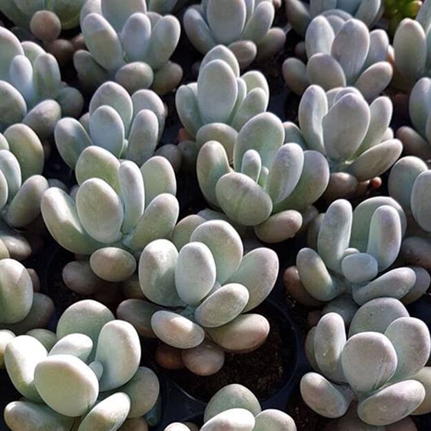 PACHYPHYTUM OVIFERUM, image , 2 image