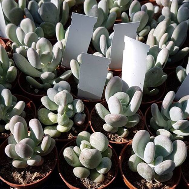 PACHYPHYTUM OVIFERUM, image , 2 image