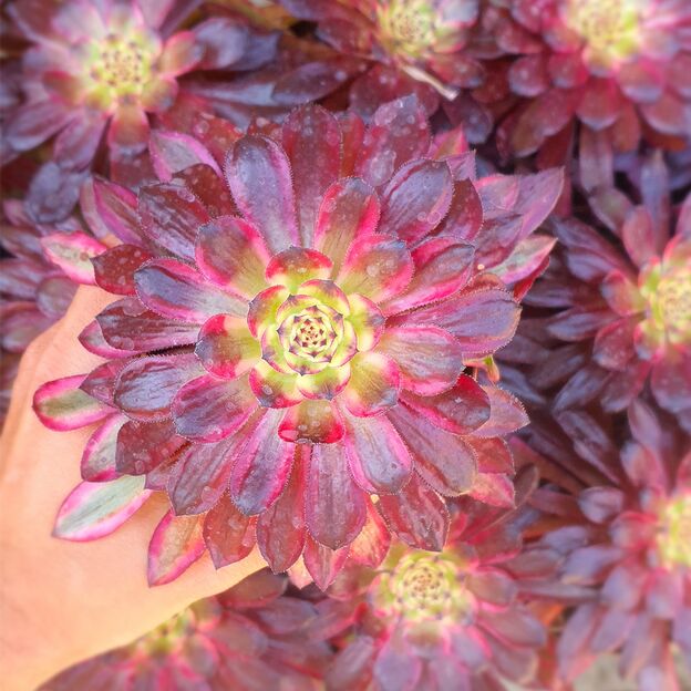 AEONIUM MARDI GRAS, image , 2 image