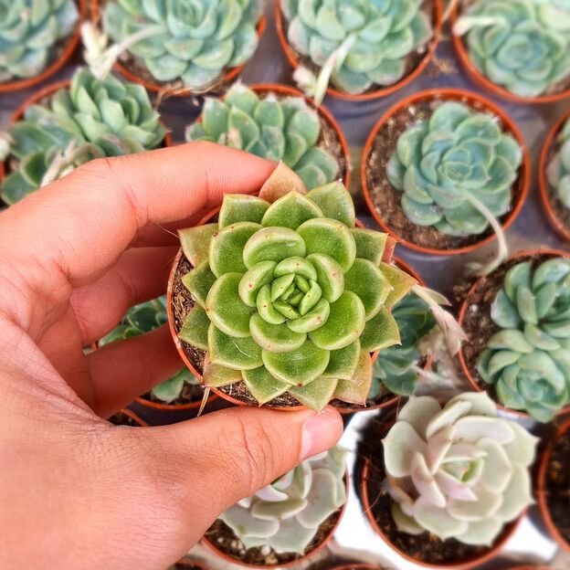 ECHEVERIA AGAVOIDES, image _ab__is.image_number.default