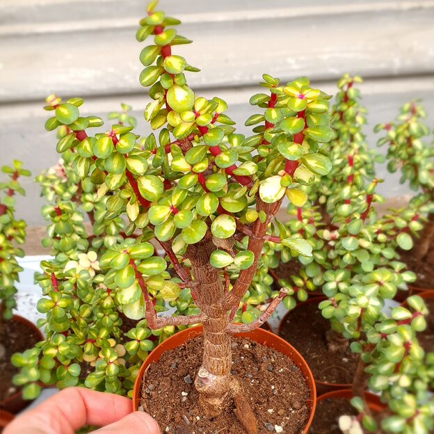 PORTULACARIA AFRA MEDIOPICTA (PREBONSAI), image 