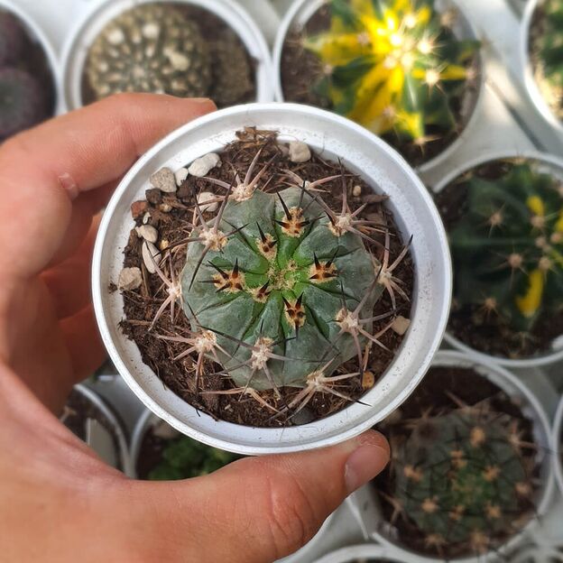 ACANTHOCALYCIUM GLAUCUM, image , 2 image