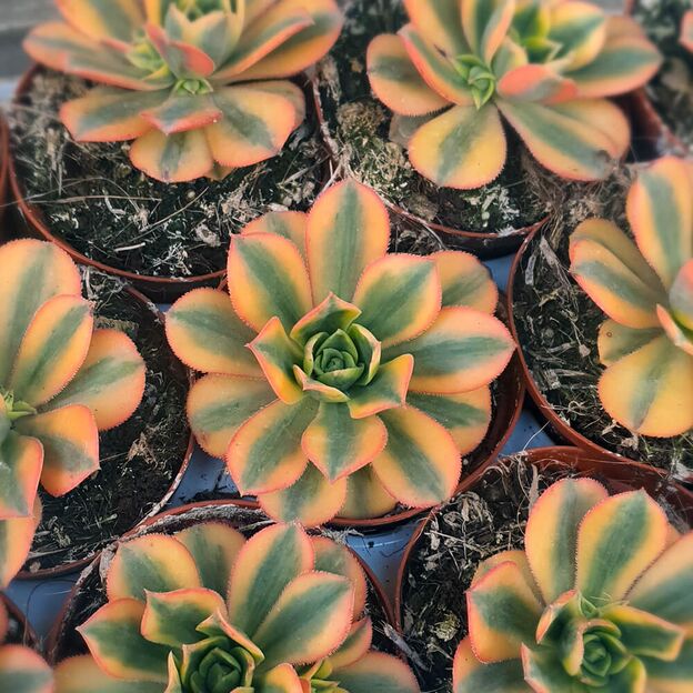 AEONIUM SUNBURST, image 