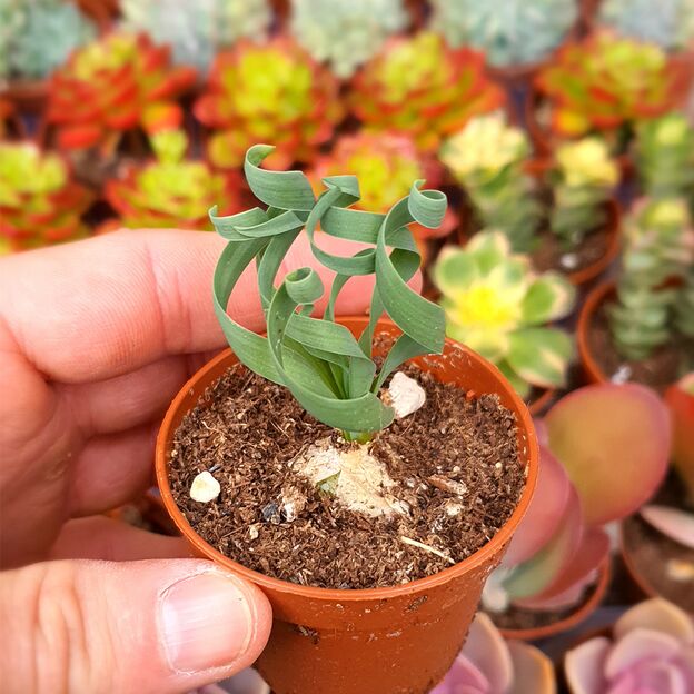 ALBUCA CONCORDIANA, image 