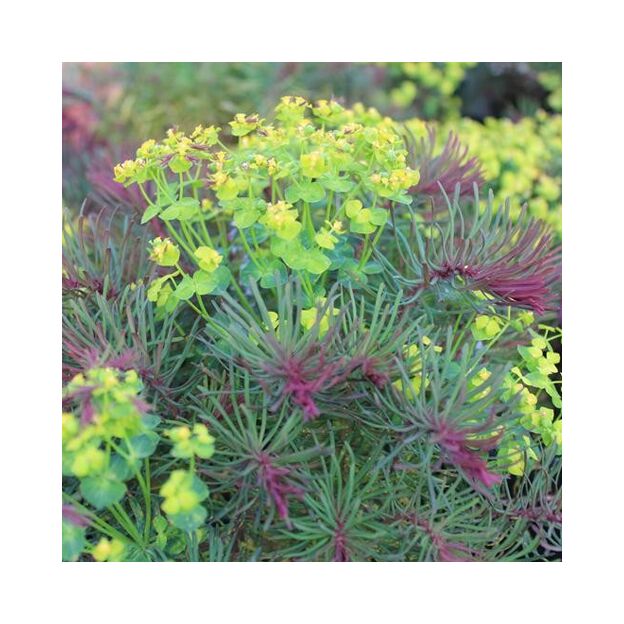 EUPHORBIA CYPARISSIAS FENS RUBY, image _ab__is.image_number.default